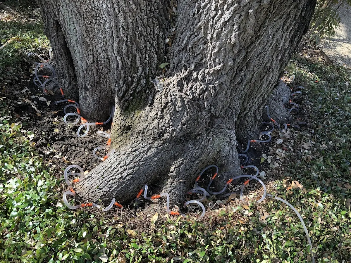 Detailed Tree Cabling and Bracing job site in New Concord