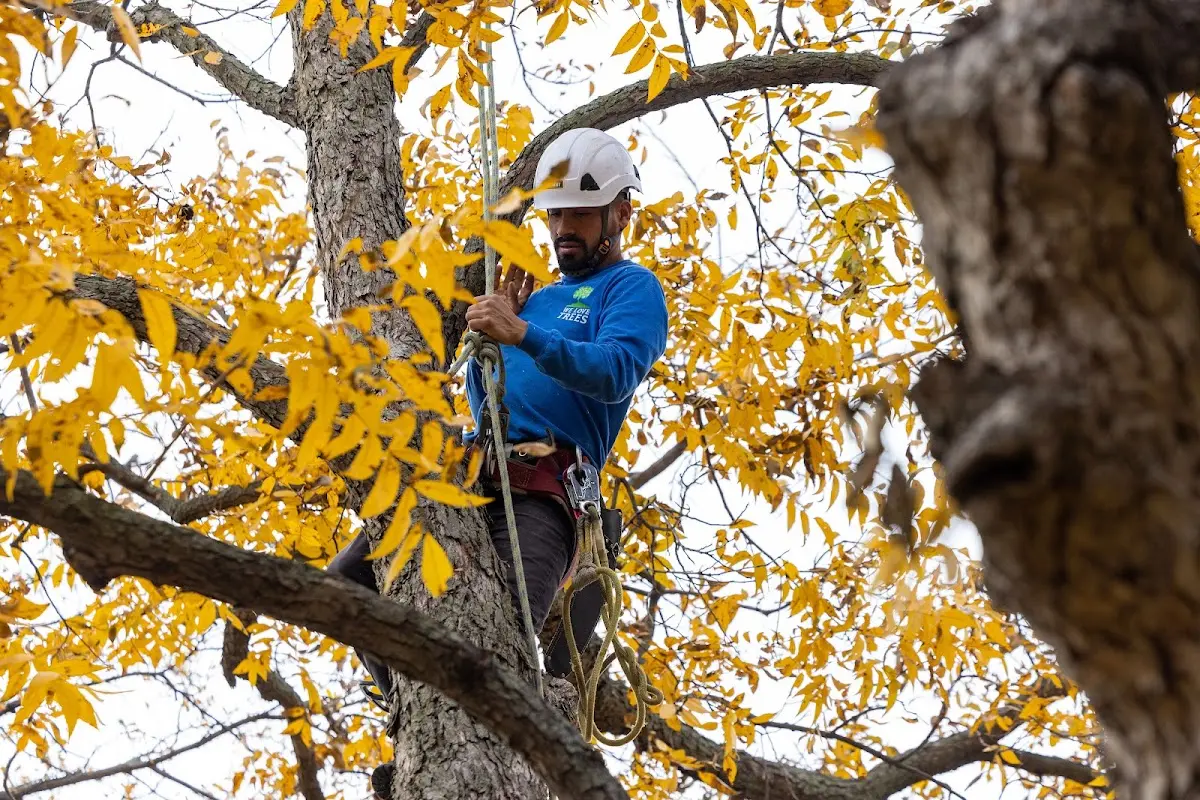 Skilled Tree Transplanting crew working in New Concord